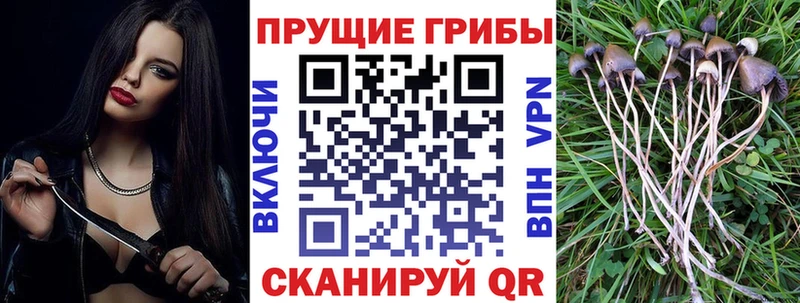 купить  сайты  Яровое  Галлюциногенные грибы MAGIC MUSHROOMS 